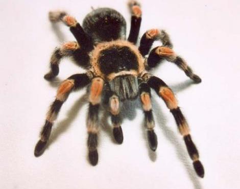 tarantula