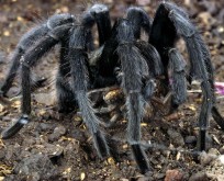 Pet Tarantula PLR 10 Article Pack Special